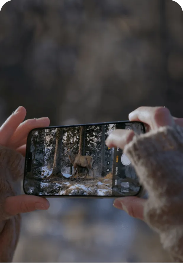iPhone das ein Bild von einer schönen Rosa macht